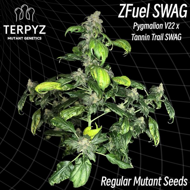 Semillas regulares Zfuel Swag