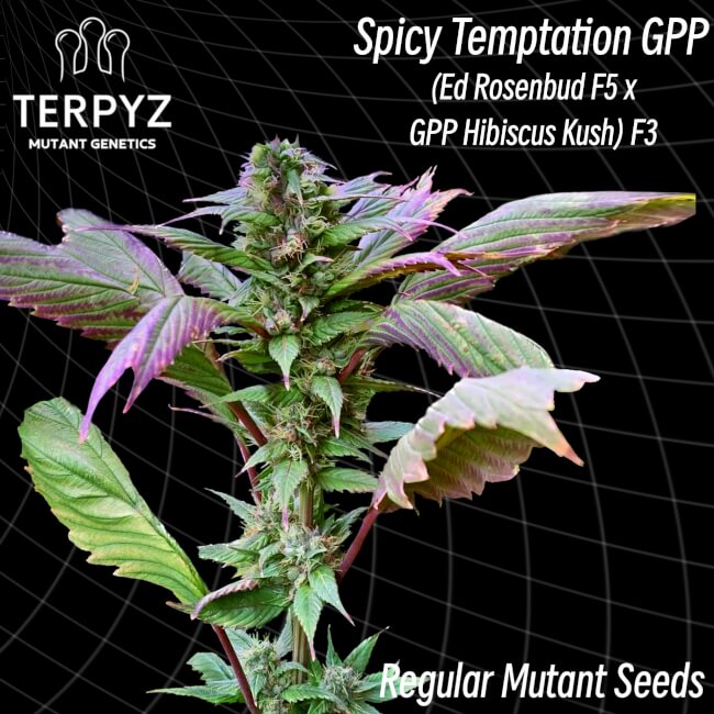 Semillas regulares de Spicy Temptation GPP