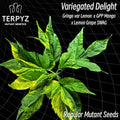 Semillas regulares de Variegated Delight