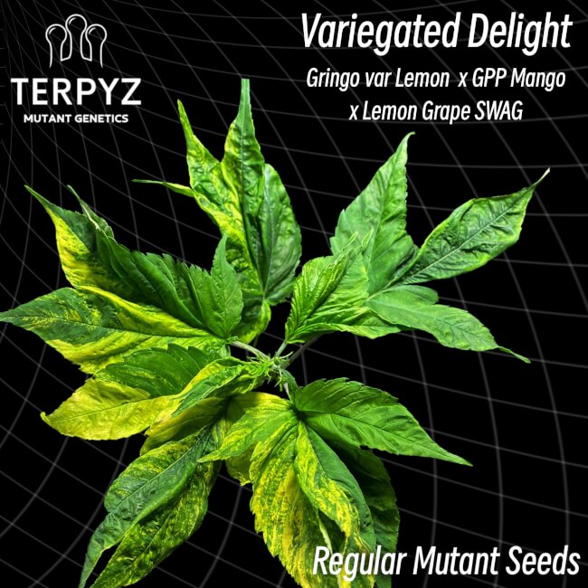 Semillas regulares de Variegated Delight