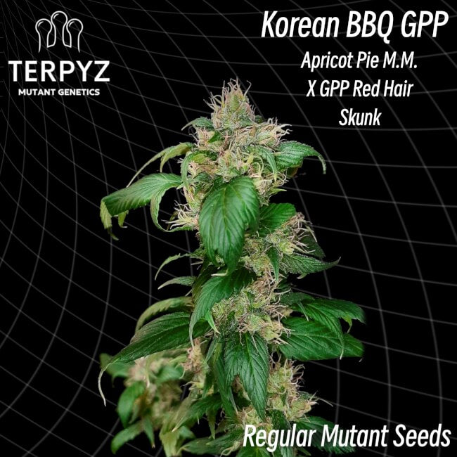 Semillas regulares de GPP para barbacoa coreana