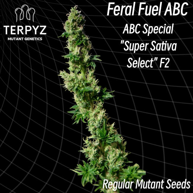 Semillas regulares de Feral Fuel ABC
