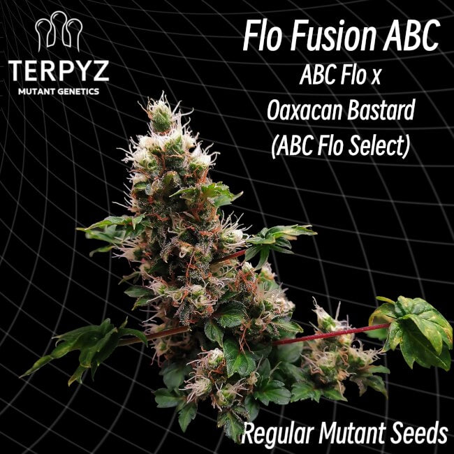 Semillas regulares Flo Fusion ABC