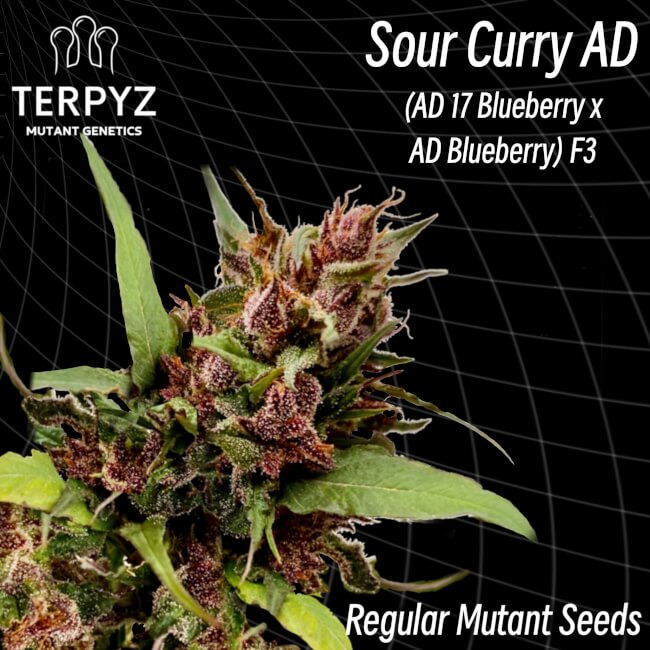 Semillas regulares de curry agrio AD