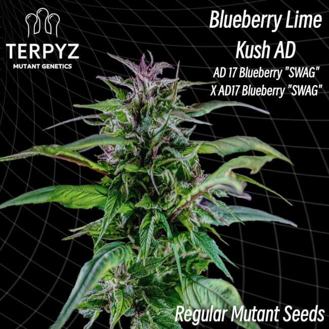 Semillas regulares de Blueberry Lime Kush AD