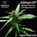 Semillas regulares de Bubblegum GPP