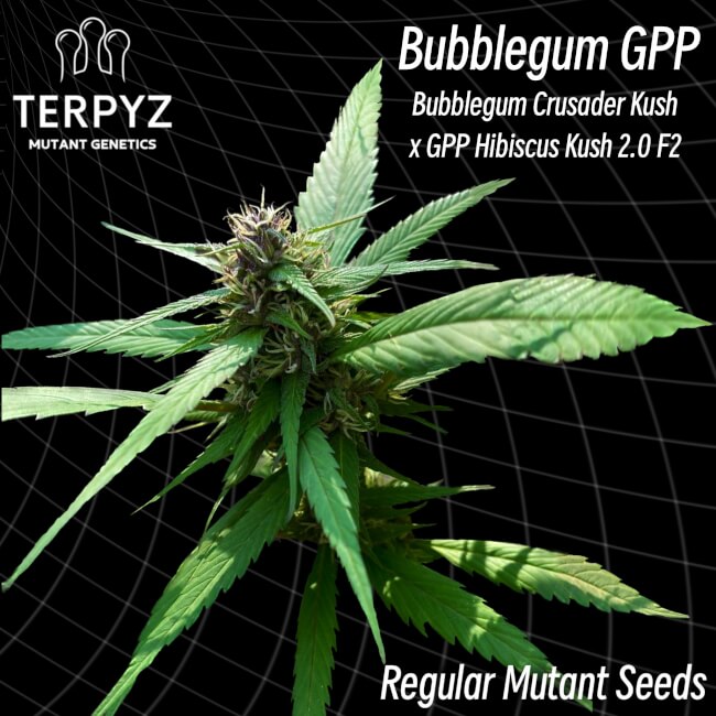 Semillas regulares de Bubblegum GPP