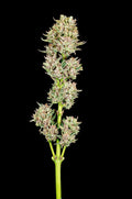 Semillas feminizadas de Garlic Jam Auto