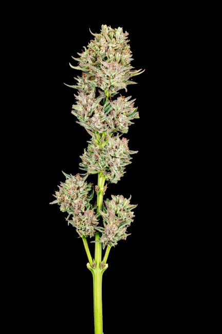 Garlic Jam Auto Feminised Seeds