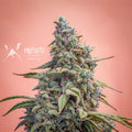 Semillas feminizadas Canna-Cheese CBD 1:1 Auto