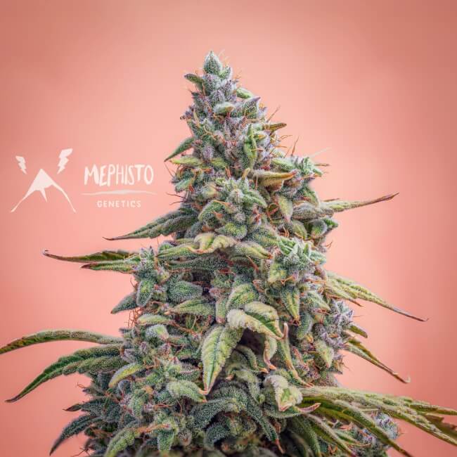 Semillas feminizadas Canna-Cheese CBD 1:1 Auto