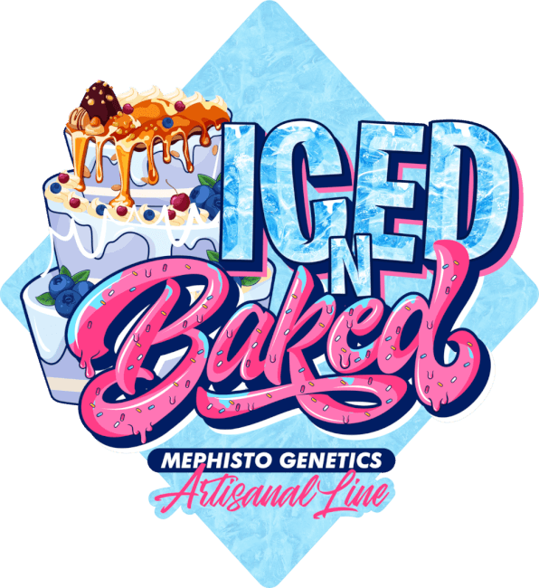 Semillas feminizadas Iced 'n' Baked Auto