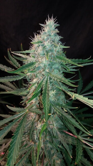 ManBearAlienPig Auto Feminisierte Samen