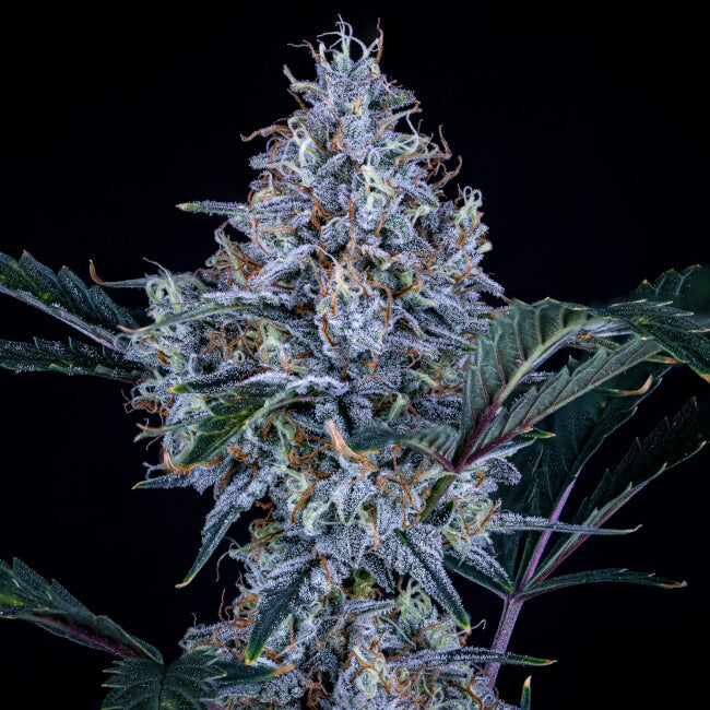 Semillas feminizadas de Sundae Thumper Auto