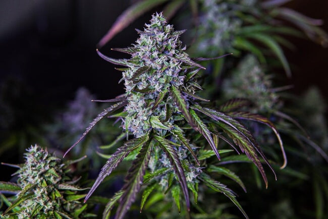3Wok OG Auto Feminisierte Samen