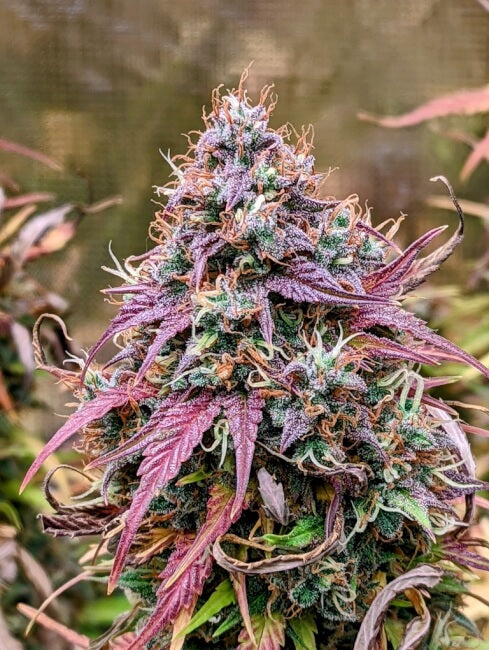 Grizzly Crinkle Auto Feminisierte Samen