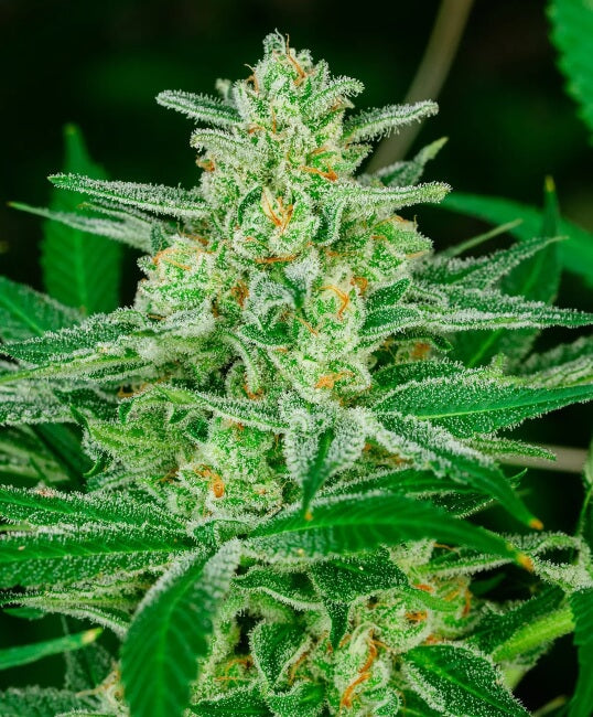 Semillas feminizadas Blue Dream FAST