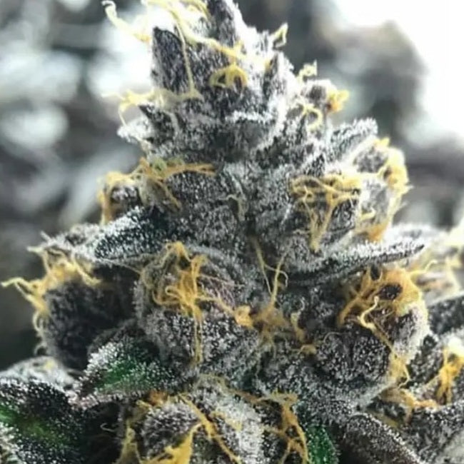 Divorce Cake Feminised Seeds