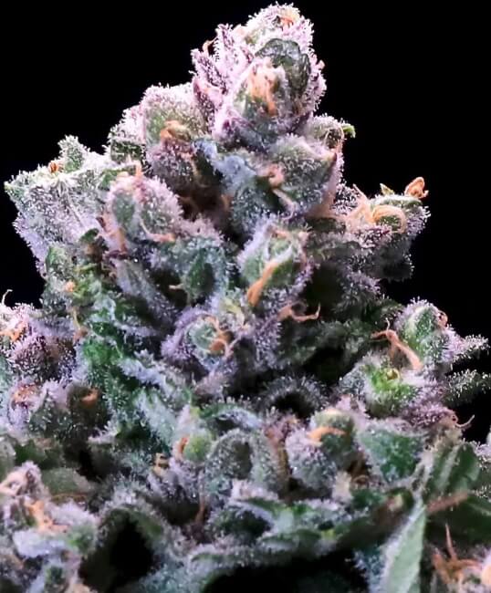 Semillas feminizadas Grapes 'n' Cream FAST