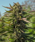 Snow Panda FAST Feminised Seeds