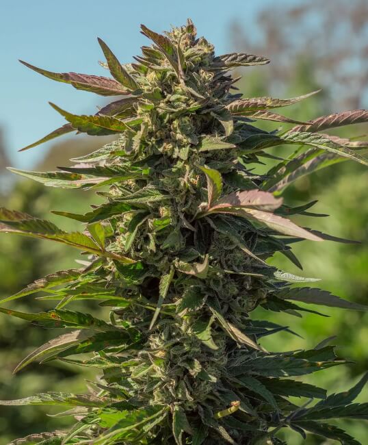 Snow Panda FAST Feminised Seeds