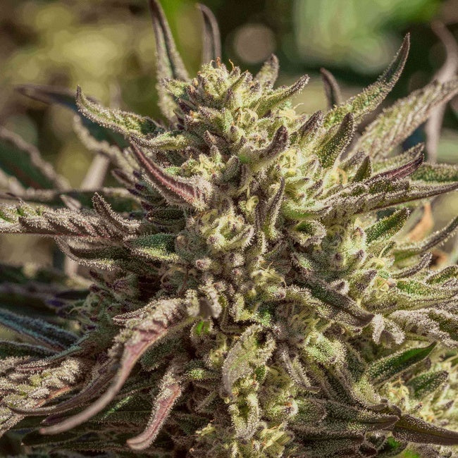 Space Panda Feminised Seeds