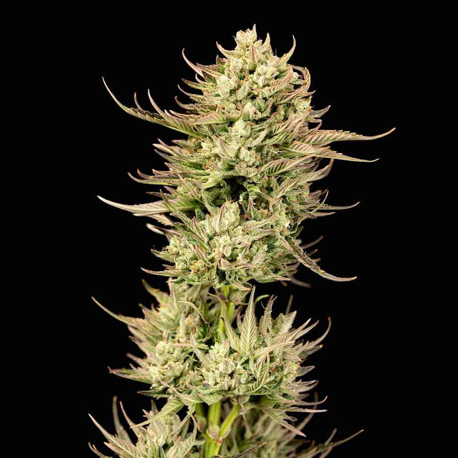 Gorilla Jealousy F1 Feminised Seeds