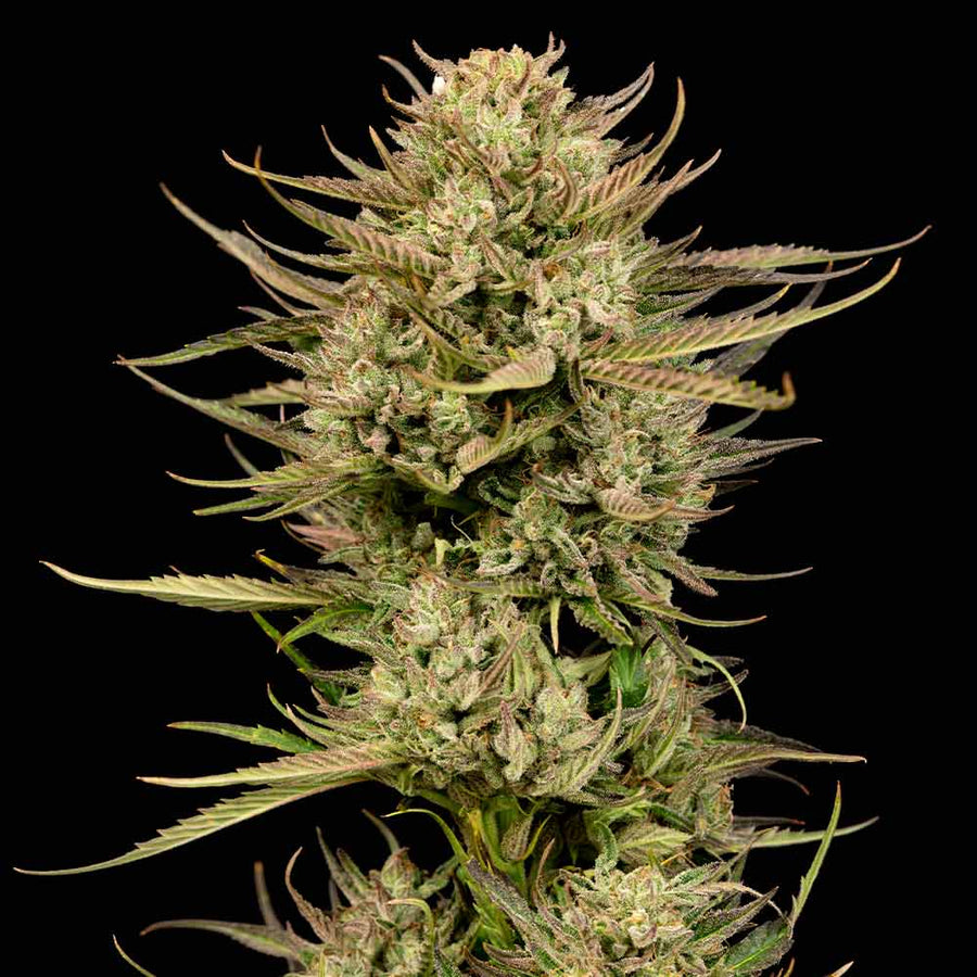 Cherry Punch F1 Feminised Seeds