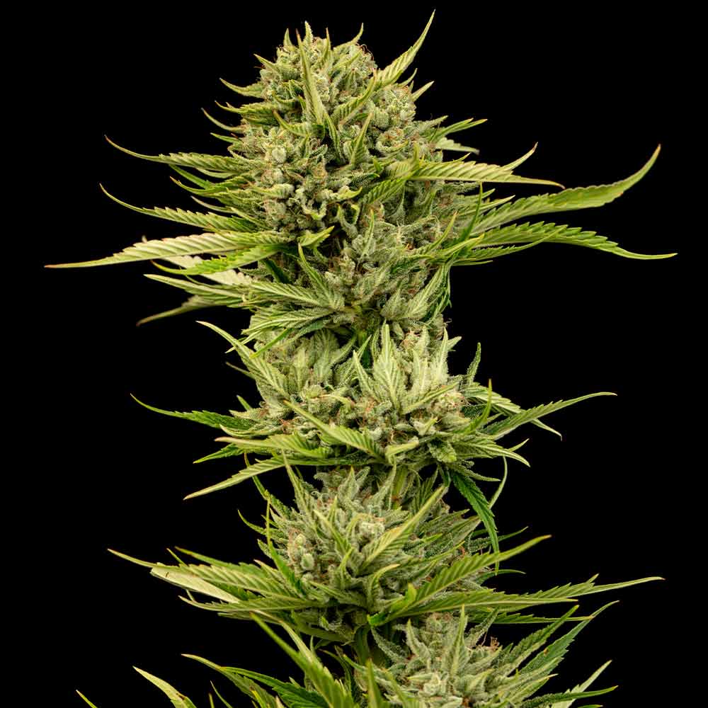 Semillas feminizadas Blueberry Pie F1 Fast