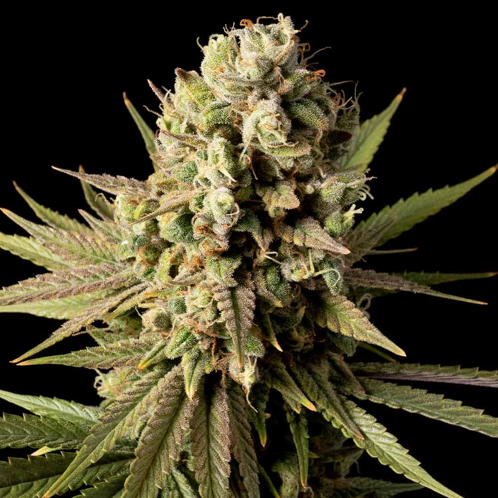 Semillas feminizadas Gorilla Gas F1 Fast