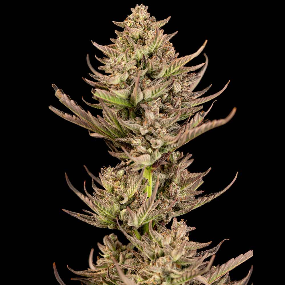 Semillas feminizadas Purple Punch F1 Fast