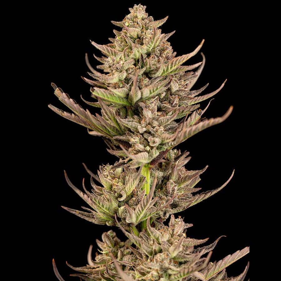 Purple Punch F1 Fast Feminised Seeds