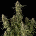 Pineapple OG Auto Feminisierte Samen