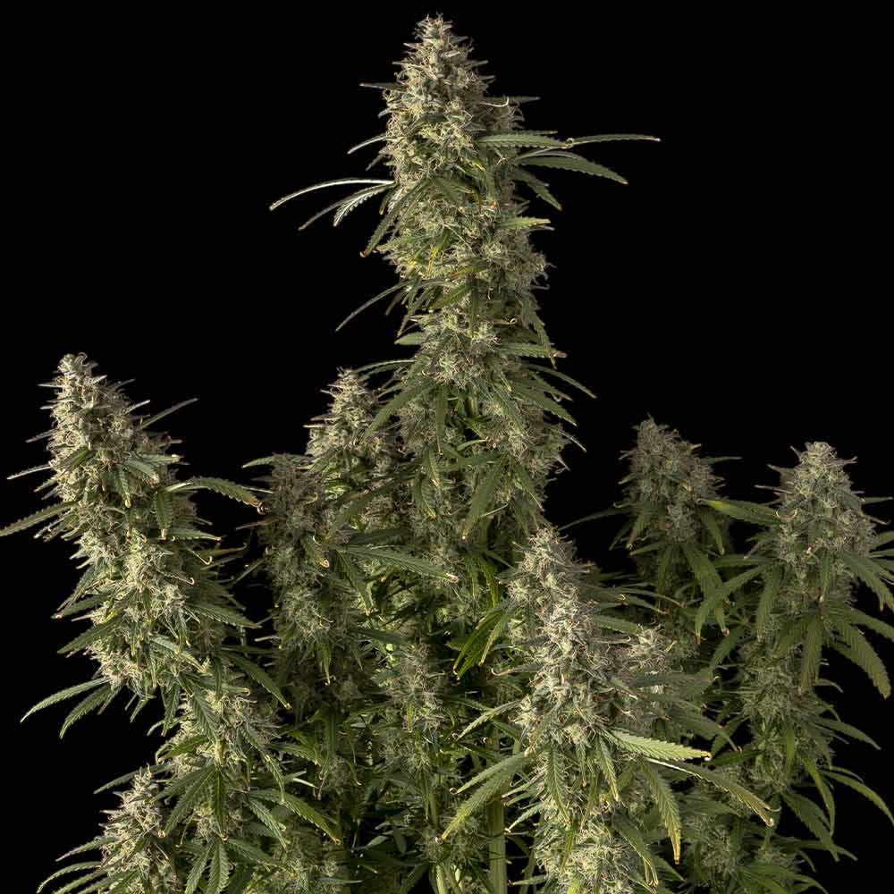 Pineapple OG Auto Feminisierte Samen