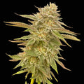 Semillas feminizadas de Pineapple OG