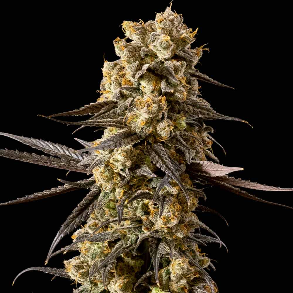 Semillas feminizadas de Banana Biscotti F1