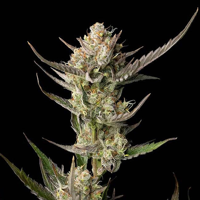 Semillas feminizadas de OG Kush