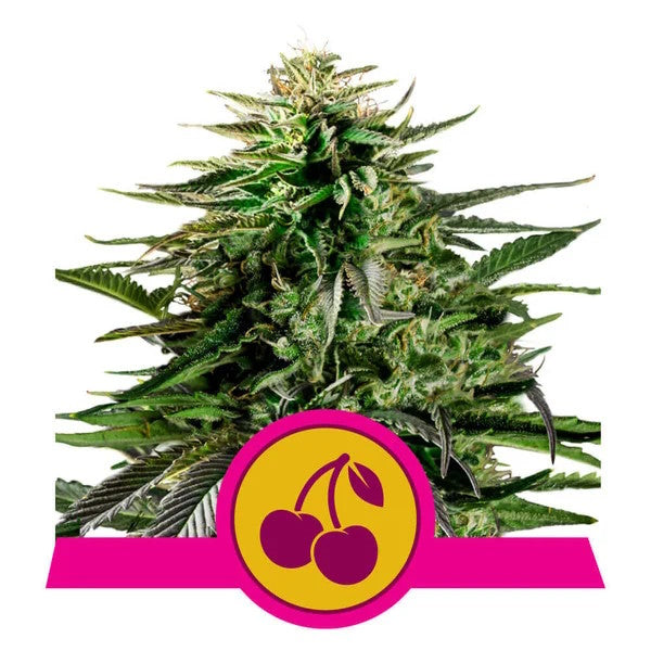 Semillas feminizadas de Cherry Pie