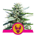 Granddaddy Purple Feminised Seeds