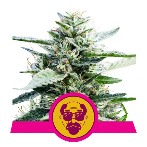 Granddaddy Purple Feminised Seeds