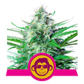 Grape Ape Feminised Seeds