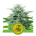 Semillas feminizadas de Trainwreck Auto
