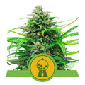 Pink Runtz Auto Feminisierte Samen