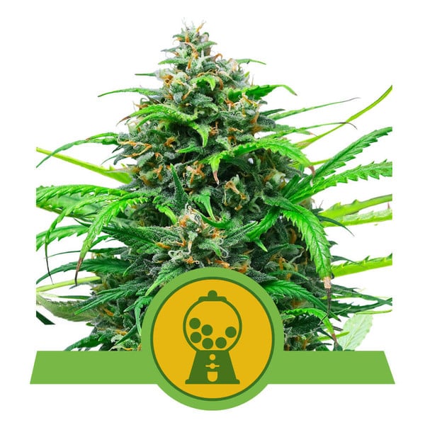 Pink Runtz Auto Feminisierte Samen