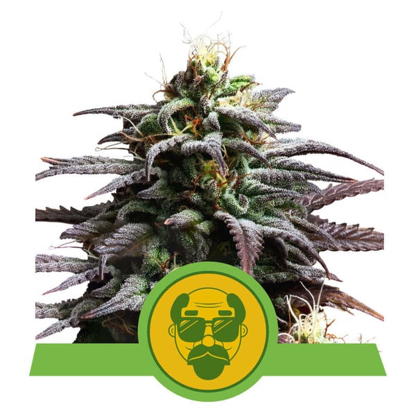 Semillas feminizadas Granddaddy Purple Auto