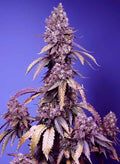 Semillas feminizadas Black Muffin F1 FAST