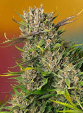 Papaya Zoap Auto Feminised Seeds