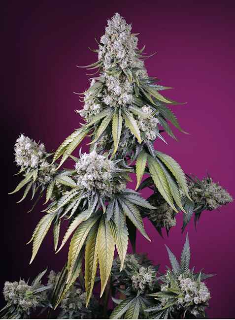 Jealousy Z XL Auto Feminisierte Samen