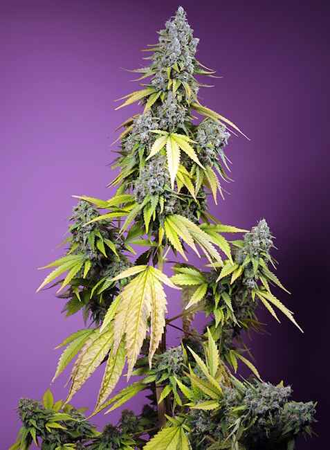 Semillas feminizadas de Jet Fuel Mandarine XL Auto