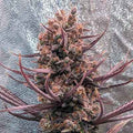 Panama Haze reguläre Samen
